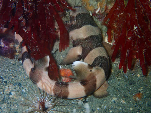 Image of Brownbanded Bamboo Shark