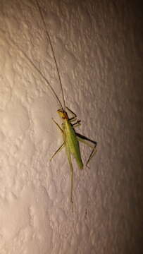 Image of Narrow-winged Tree Cricket