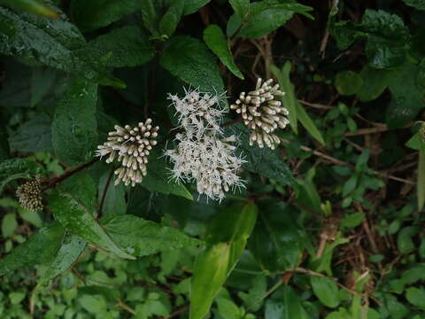 Image of Eupatorium luchuense Nakai