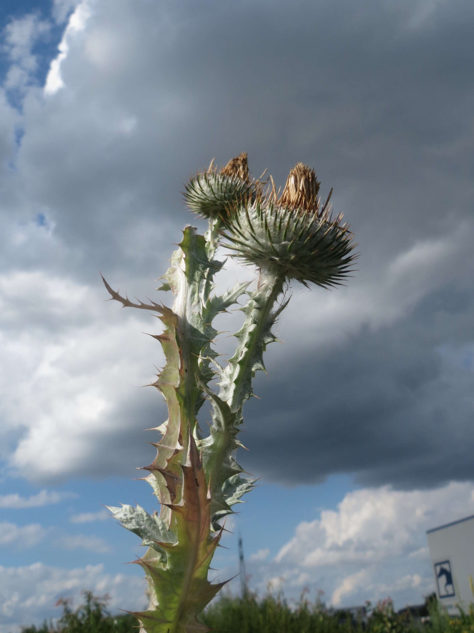 Image of Cotton Thistle