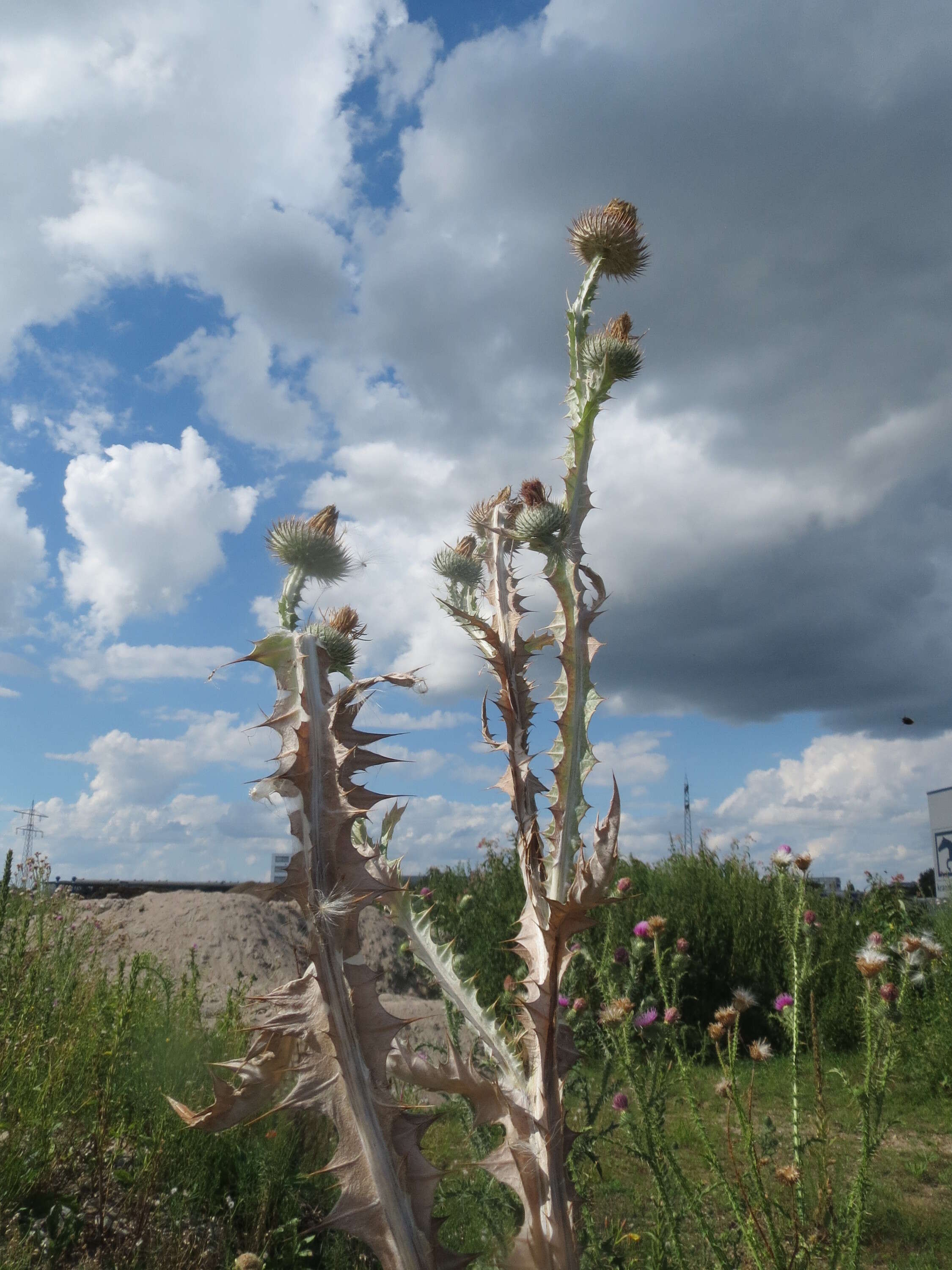 Image of Cotton Thistle