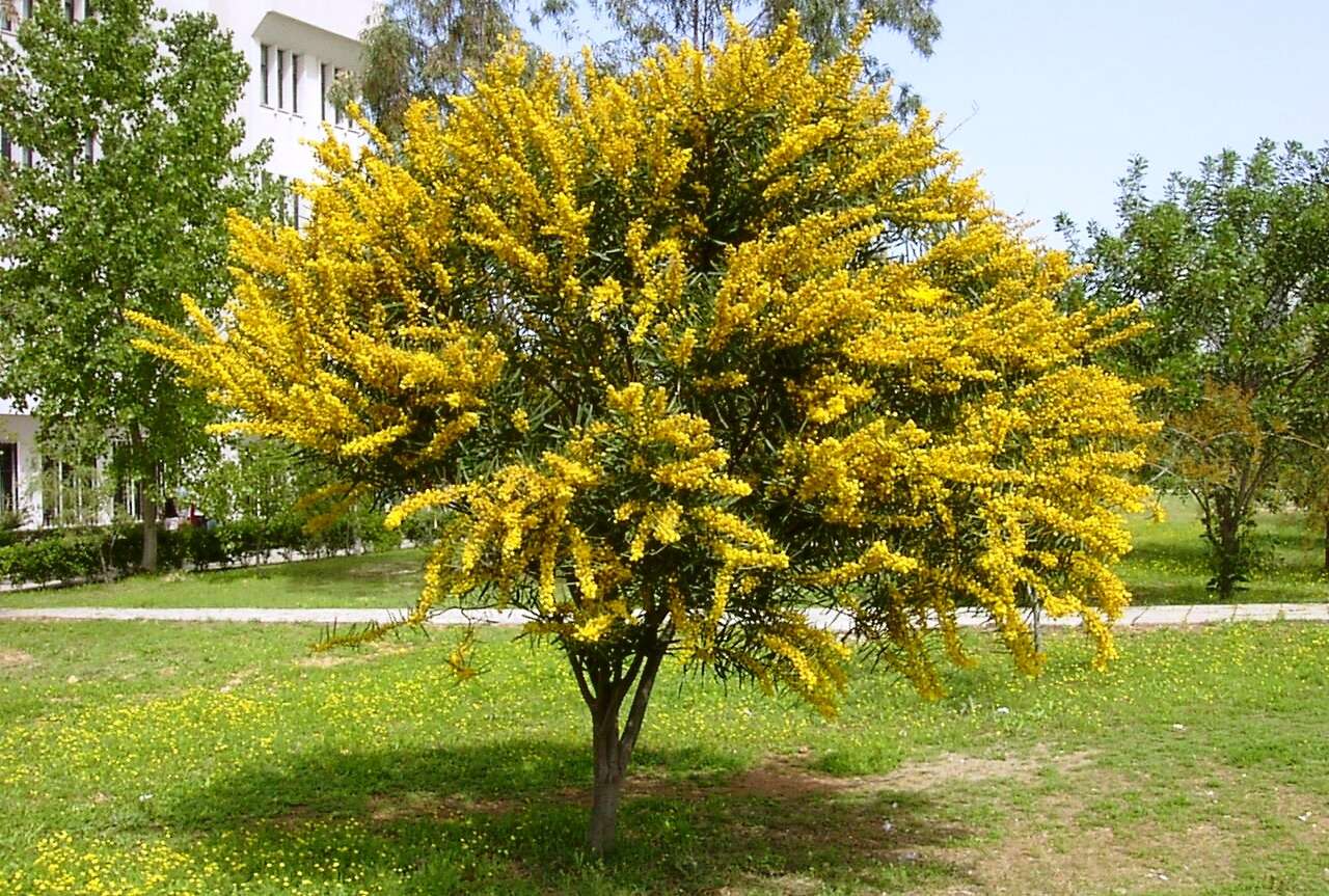 Image of orange wattle