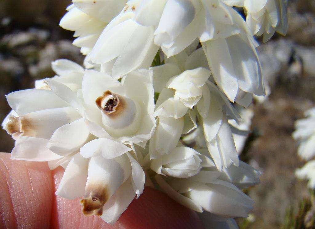 Image of Erica monsoniana var. monsoniana