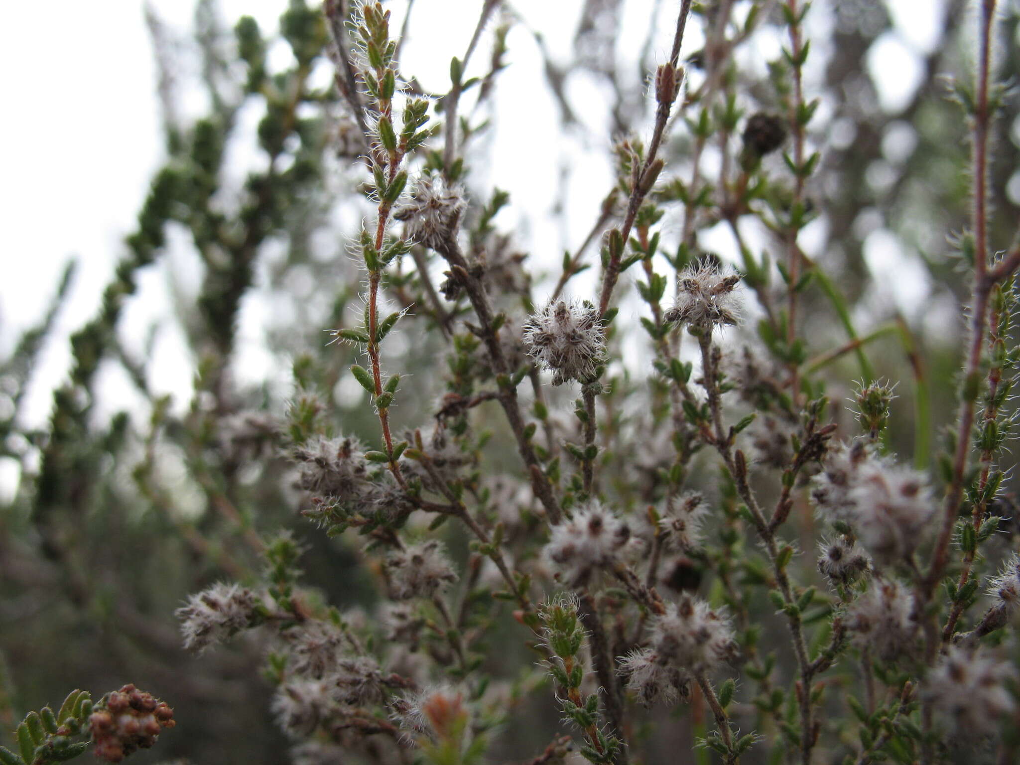 Image of Erica erina (Klotzsch ex Benth.) E. G. H. Oliver