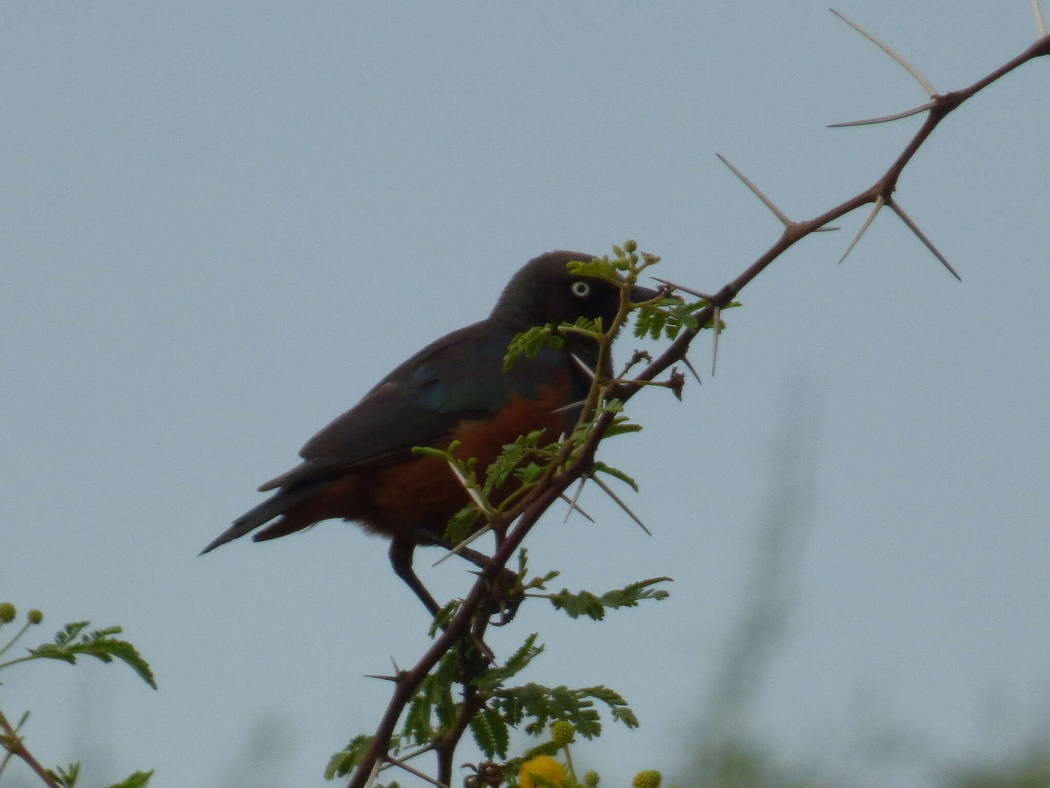 Imagem de Lamprotornis pulcher (Müller & Pls 1776)