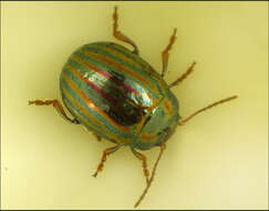 Image of Chrysolina americana