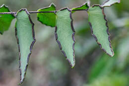 Adiantum petiolatum Desv.的圖片