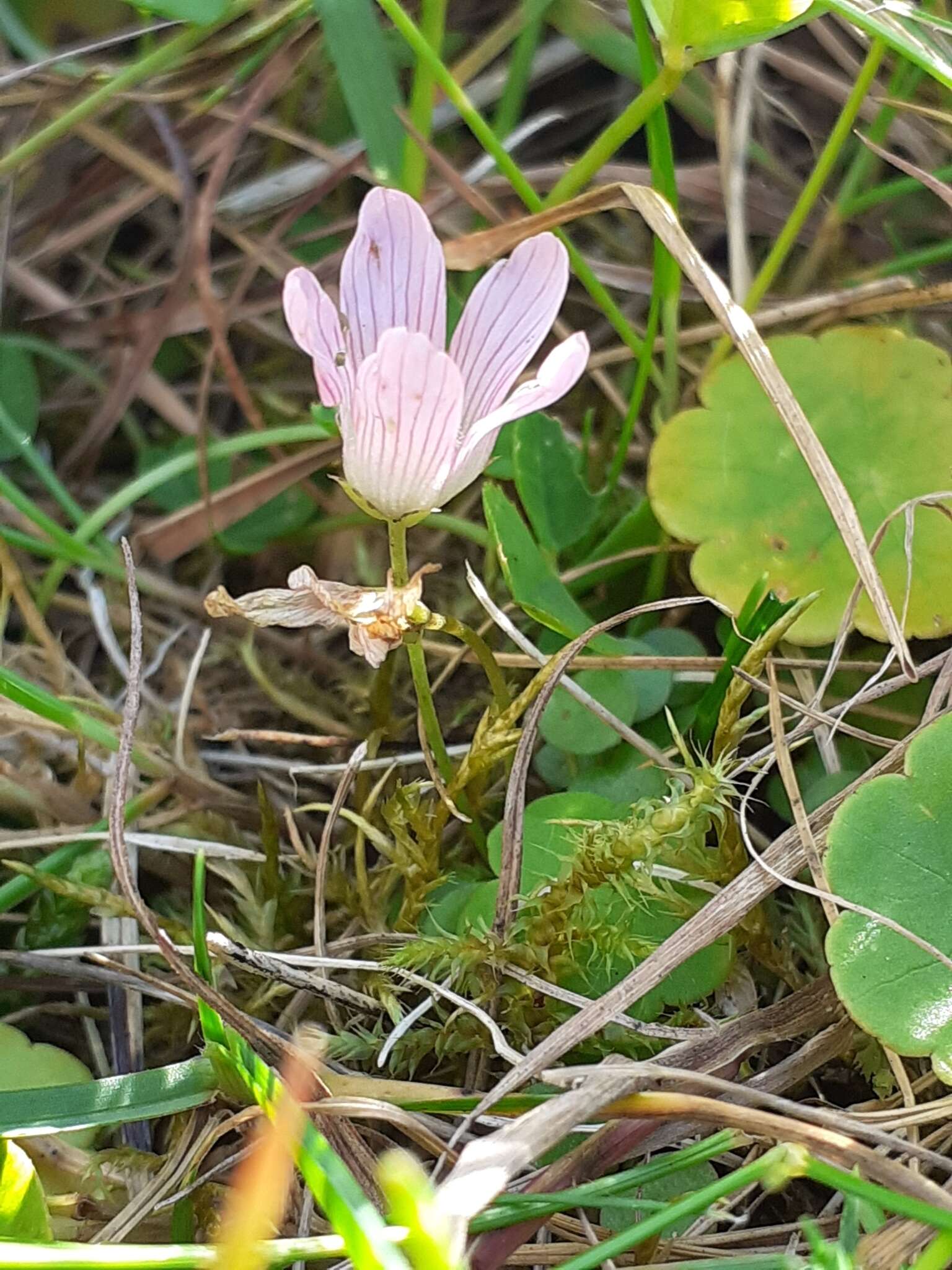 Image of bog pimpernel