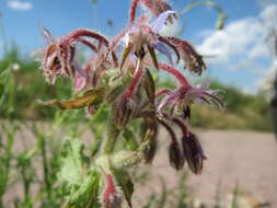 Image of borage