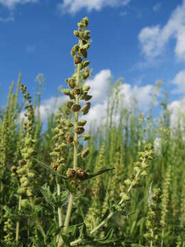 Image of Cuman ragweed