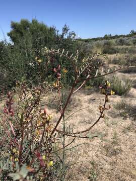 Image of Jacumba milkvetch