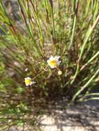 Image of Felicia hyssopifolia (Berg.) Nees