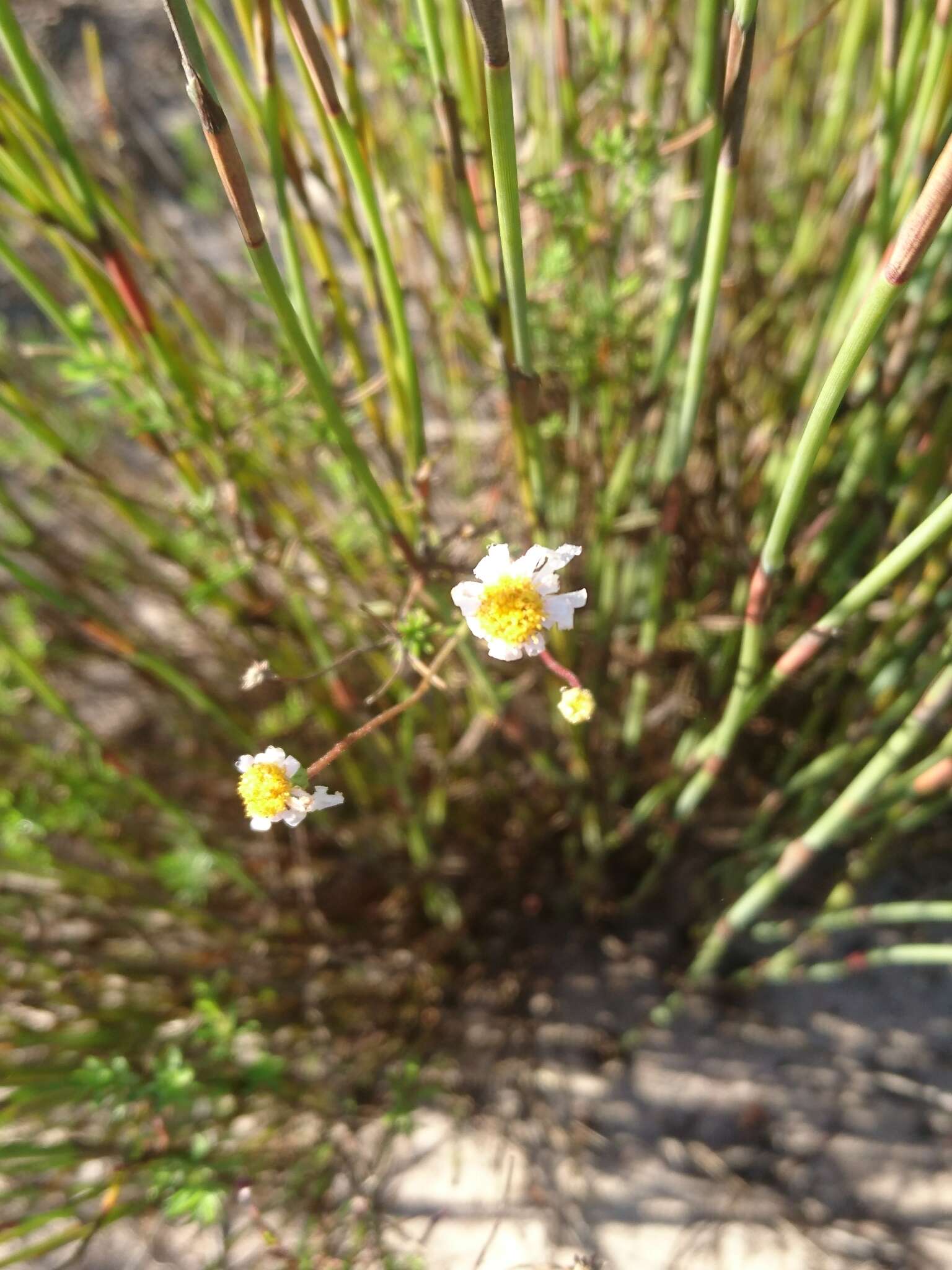 Felicia hyssopifolia (Berg.) Nees resmi