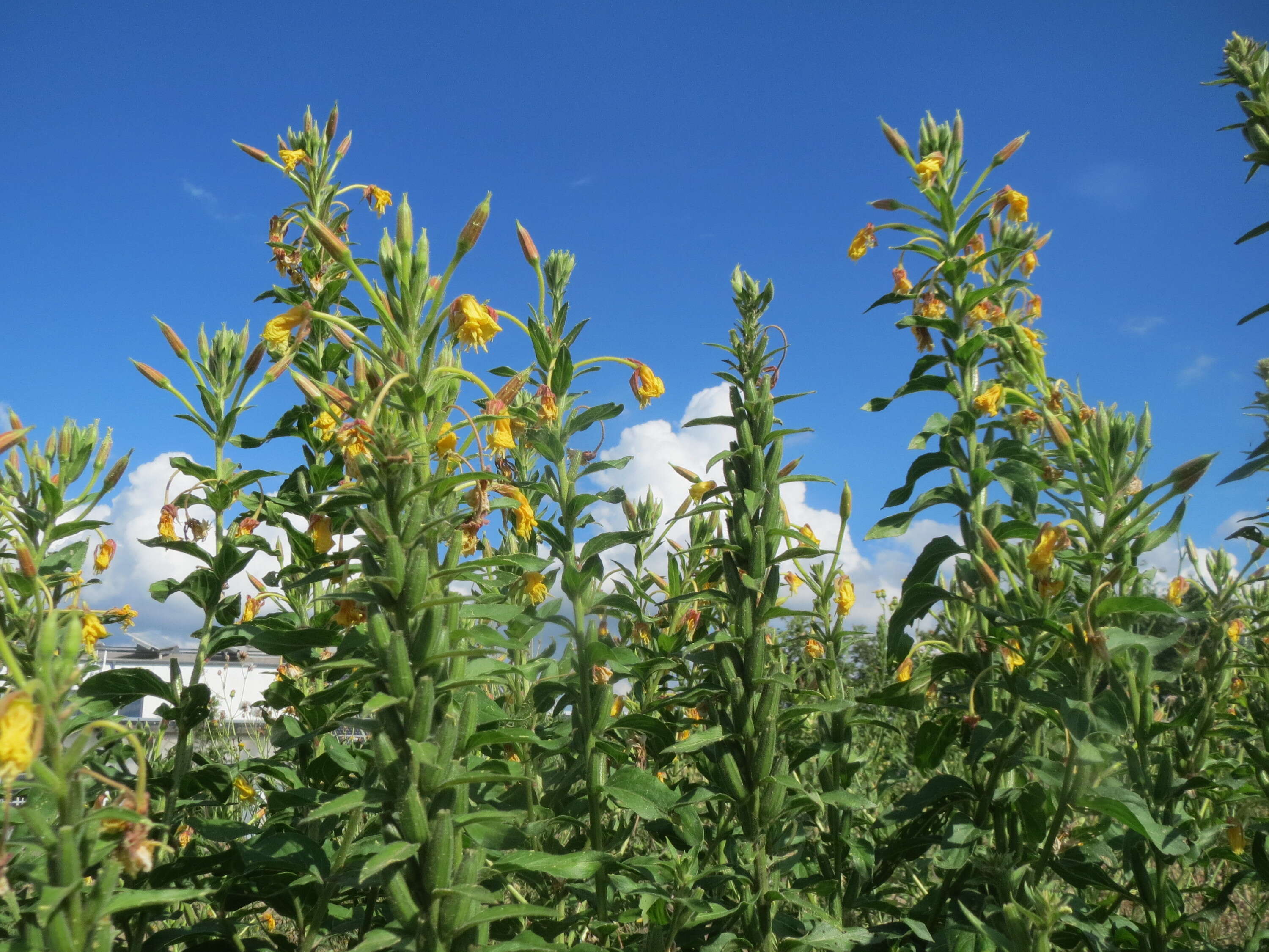 Image of common evening primrose