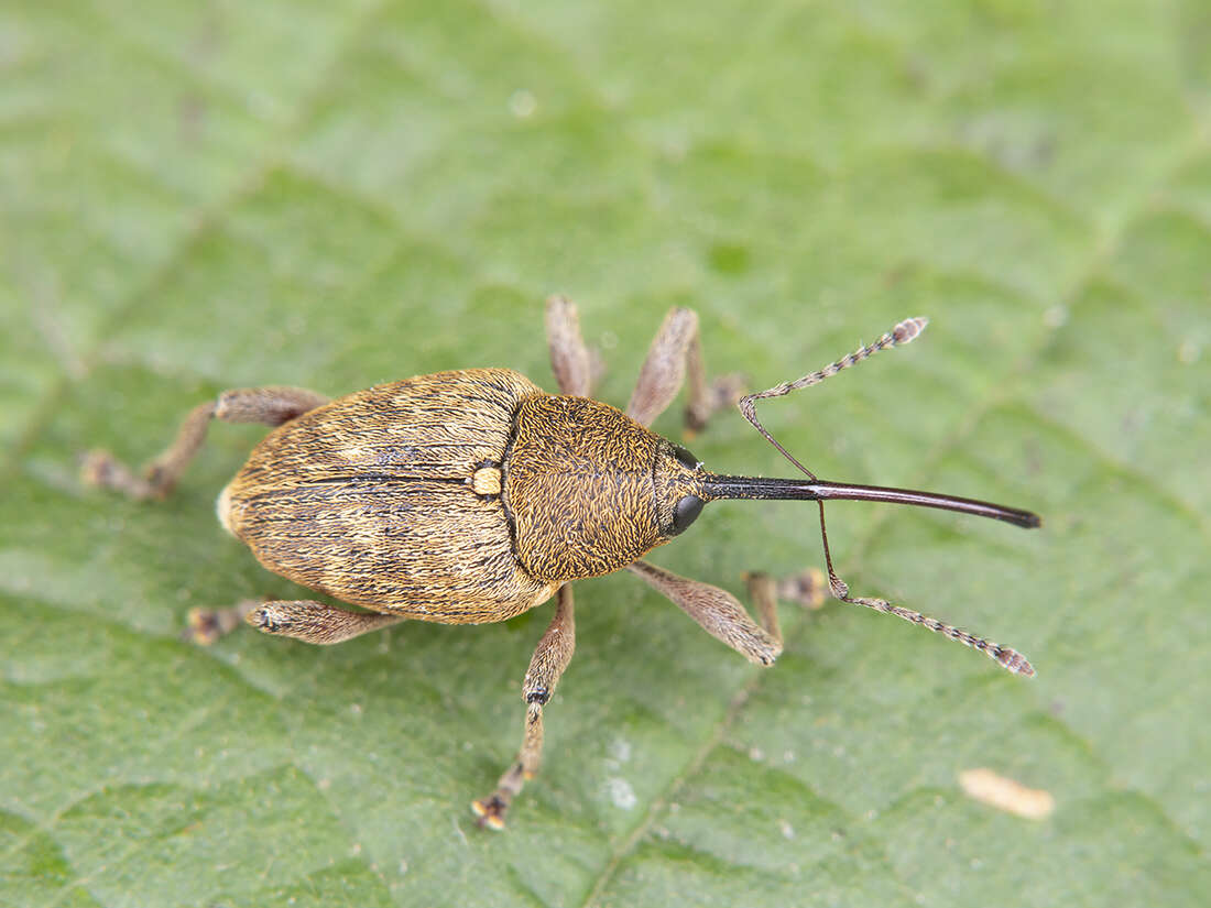 Imagem de Curculio nucum Linnaeus & C. 1758