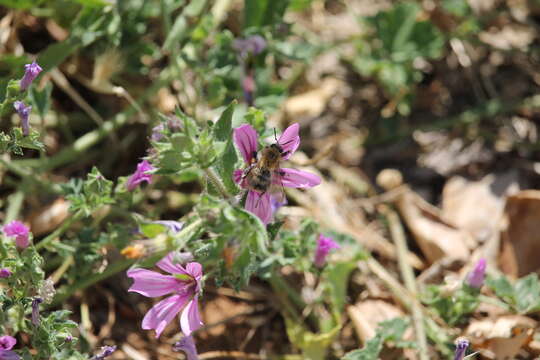 Image of Common carder bumblebee