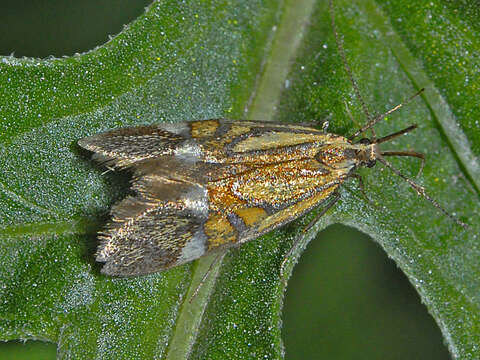 Image of Alabonia staintoniella