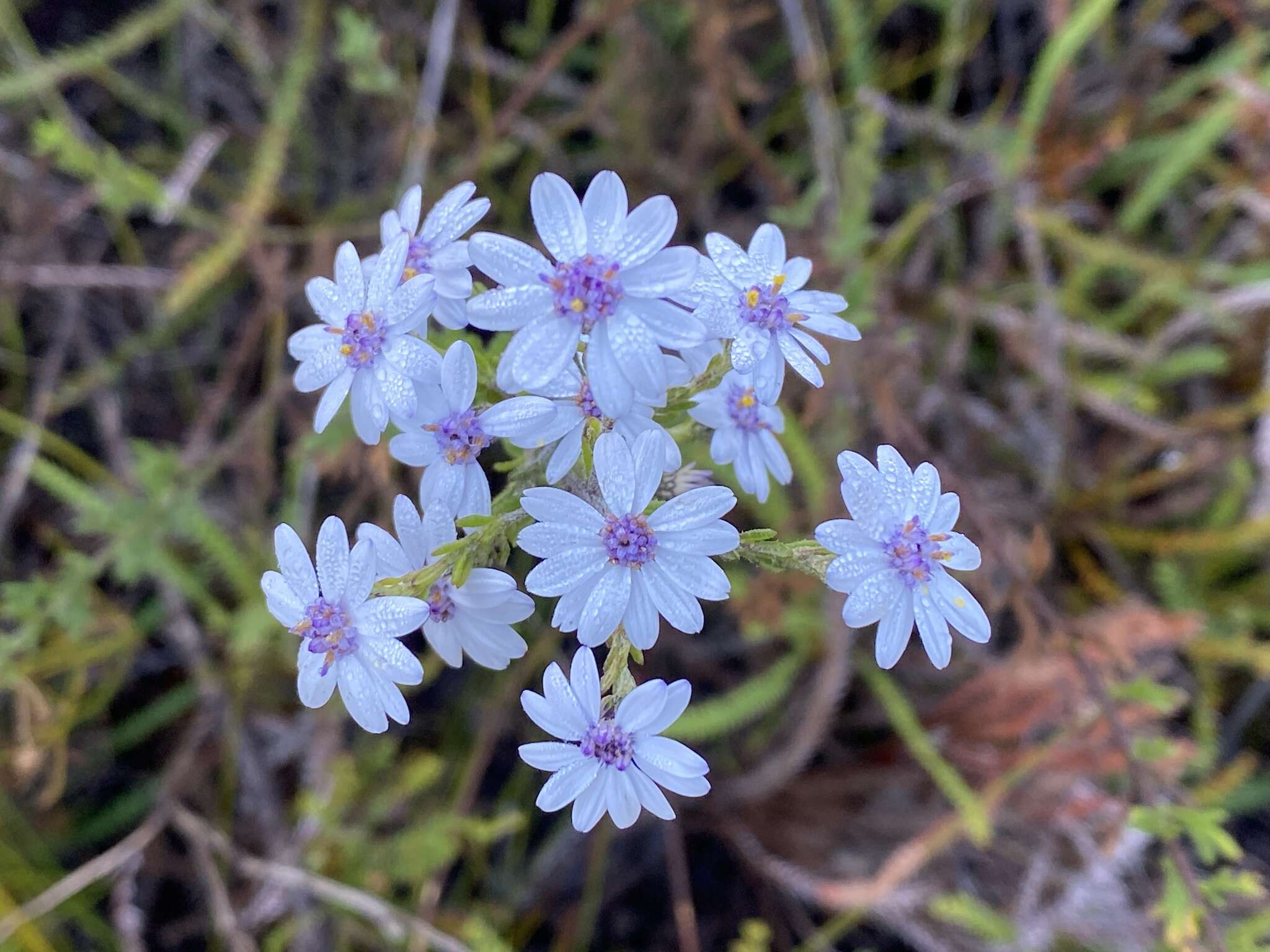 Sivun Olearia paucidentata (Steetz) F. Müll. ex Benth. kuva