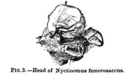 Слика од Nyctinomops femorosaccus (Merriam 1889)
