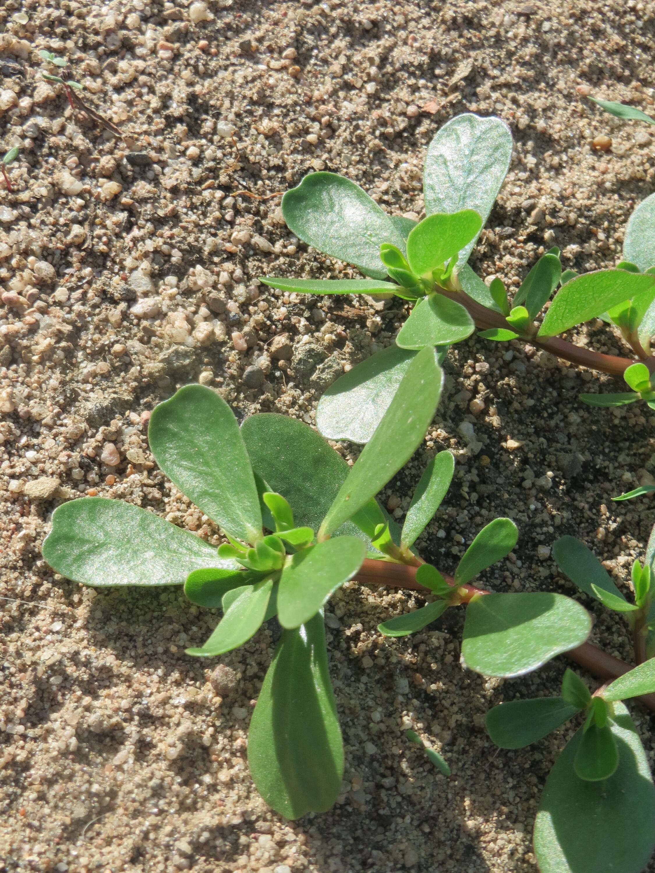 Image of common purslane