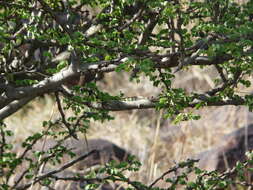 Image of Cape Sand Snake