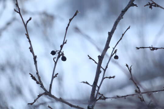 Image of dark-fruited cotoneaster