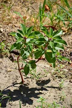 Image of Greek Strawberry-tree