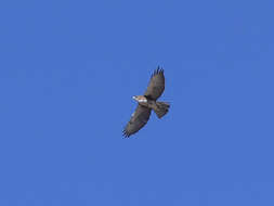 Imagem de Buteo albigula Philippi 1899