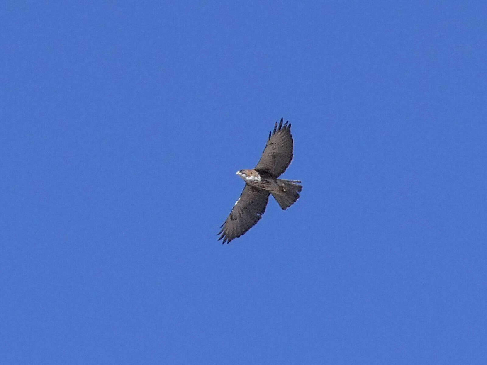 Imagem de Buteo albigula Philippi 1899