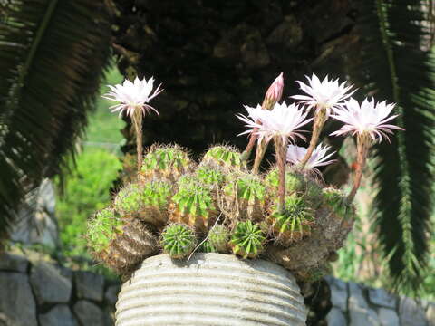 Image of Echinopsis oxygona