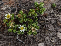 Image of Xenophyllum poposum (Phil.) V. A. Funk