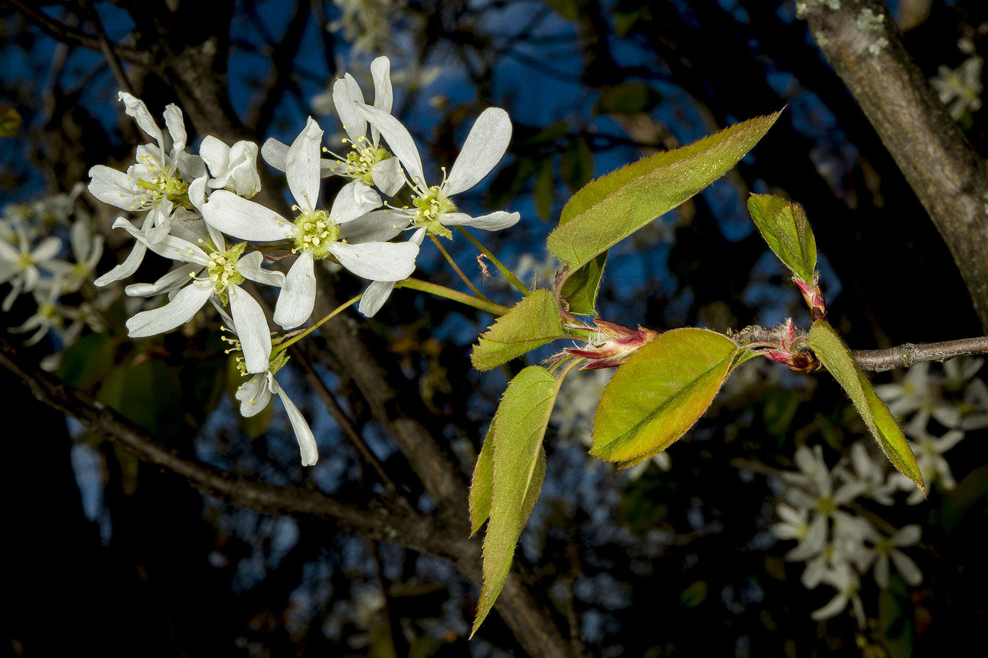 Image of Allegheny Serviceberry