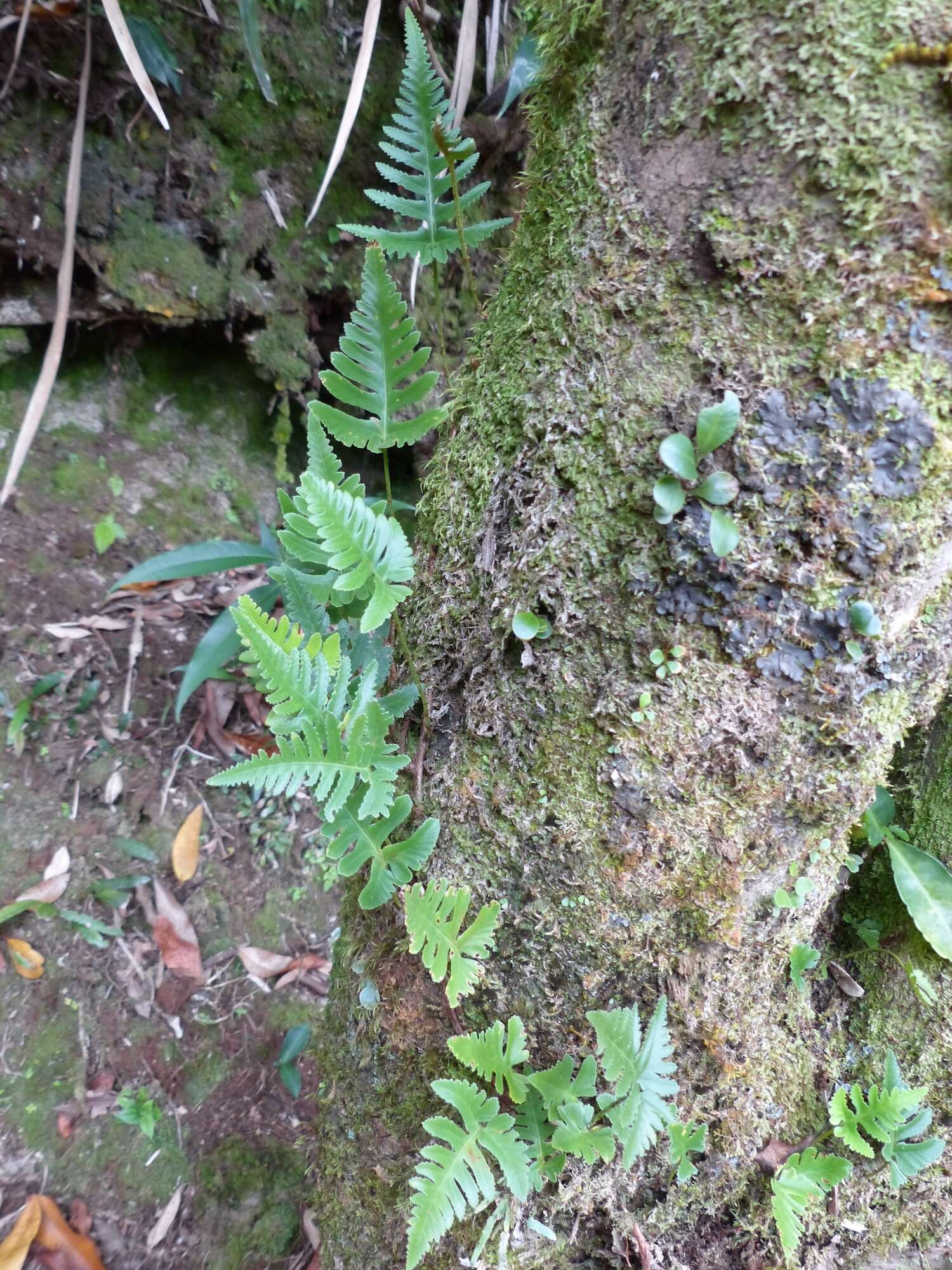 Слика од Davallia repens (L. fil.) Kuhn