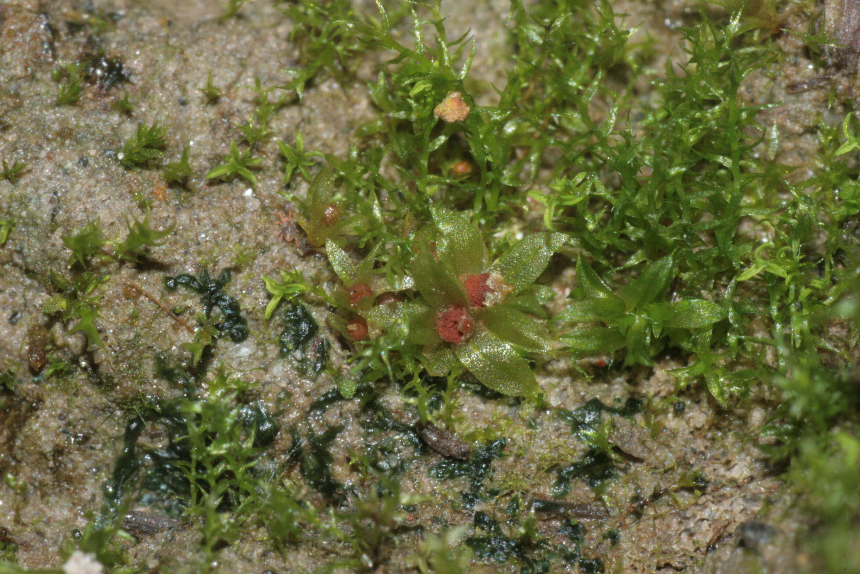 Image of physcomitrella moss