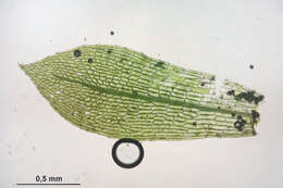 Image de Physcomitrella patens Bruch & W. P. Schimper ex B. S. G. 1849