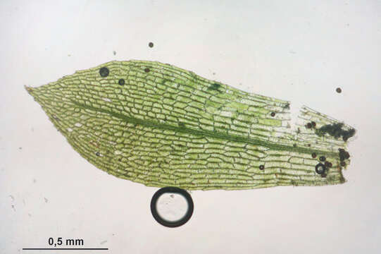 Image of physcomitrella moss