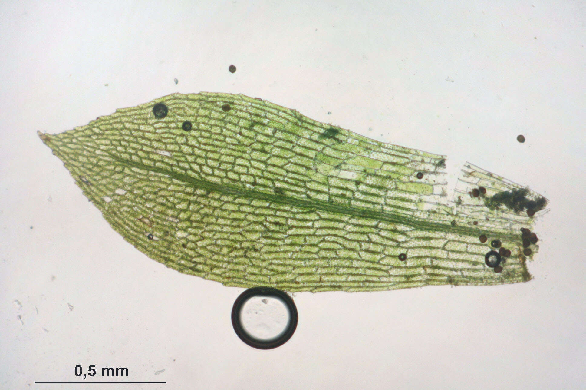 Image of physcomitrella moss