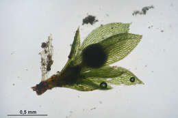 Image de Physcomitrella patens Bruch & W. P. Schimper ex B. S. G. 1849