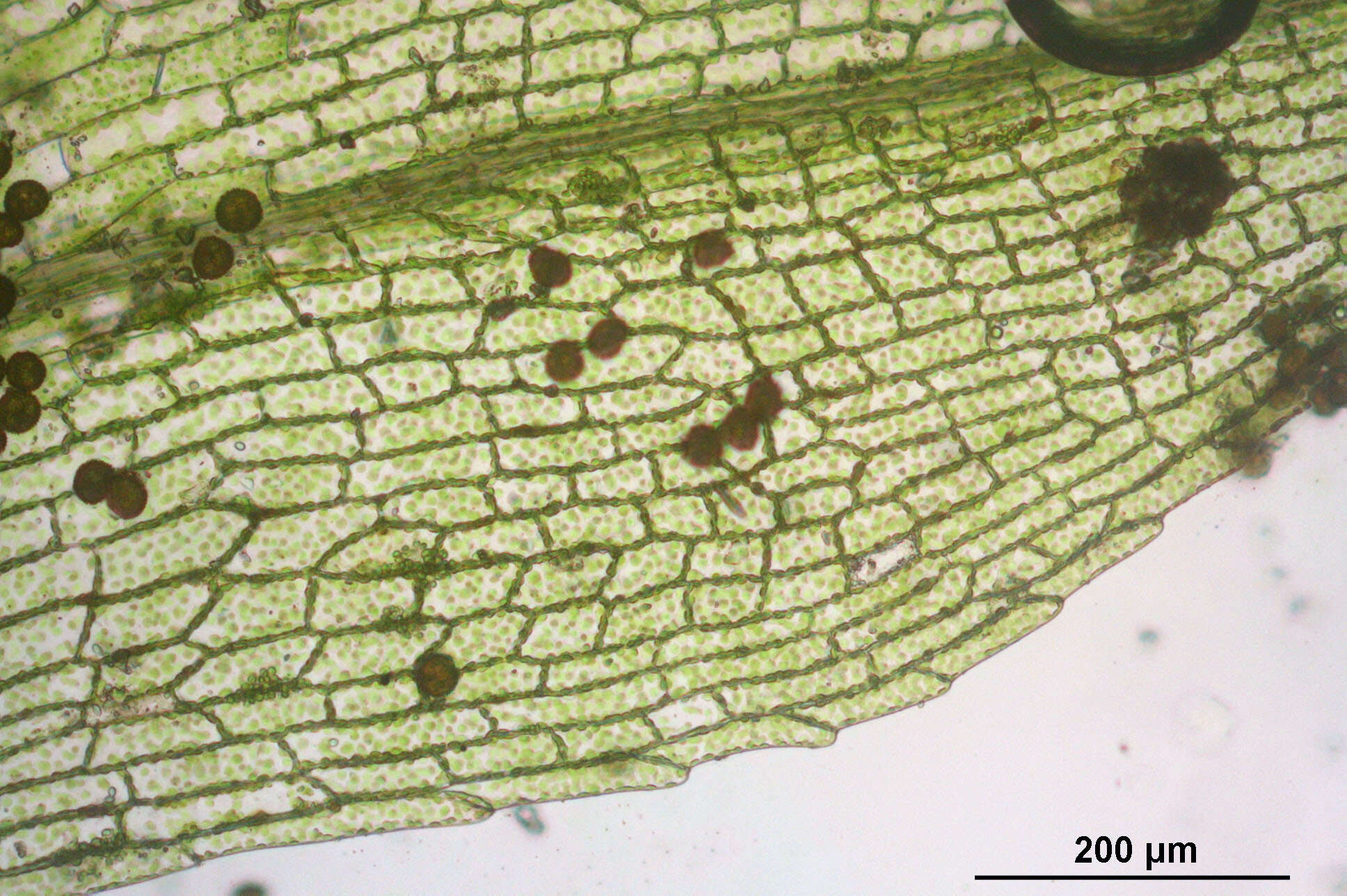 Image de Physcomitrella patens Bruch & W. P. Schimper ex B. S. G. 1849