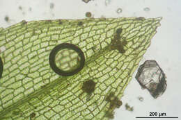 Image of physcomitrella moss