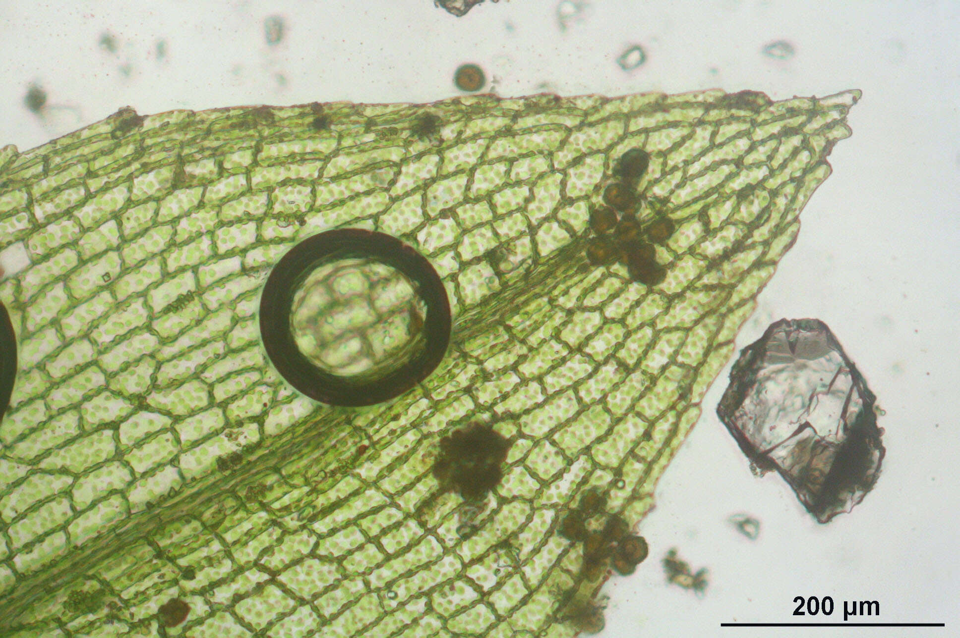 Image of physcomitrella moss