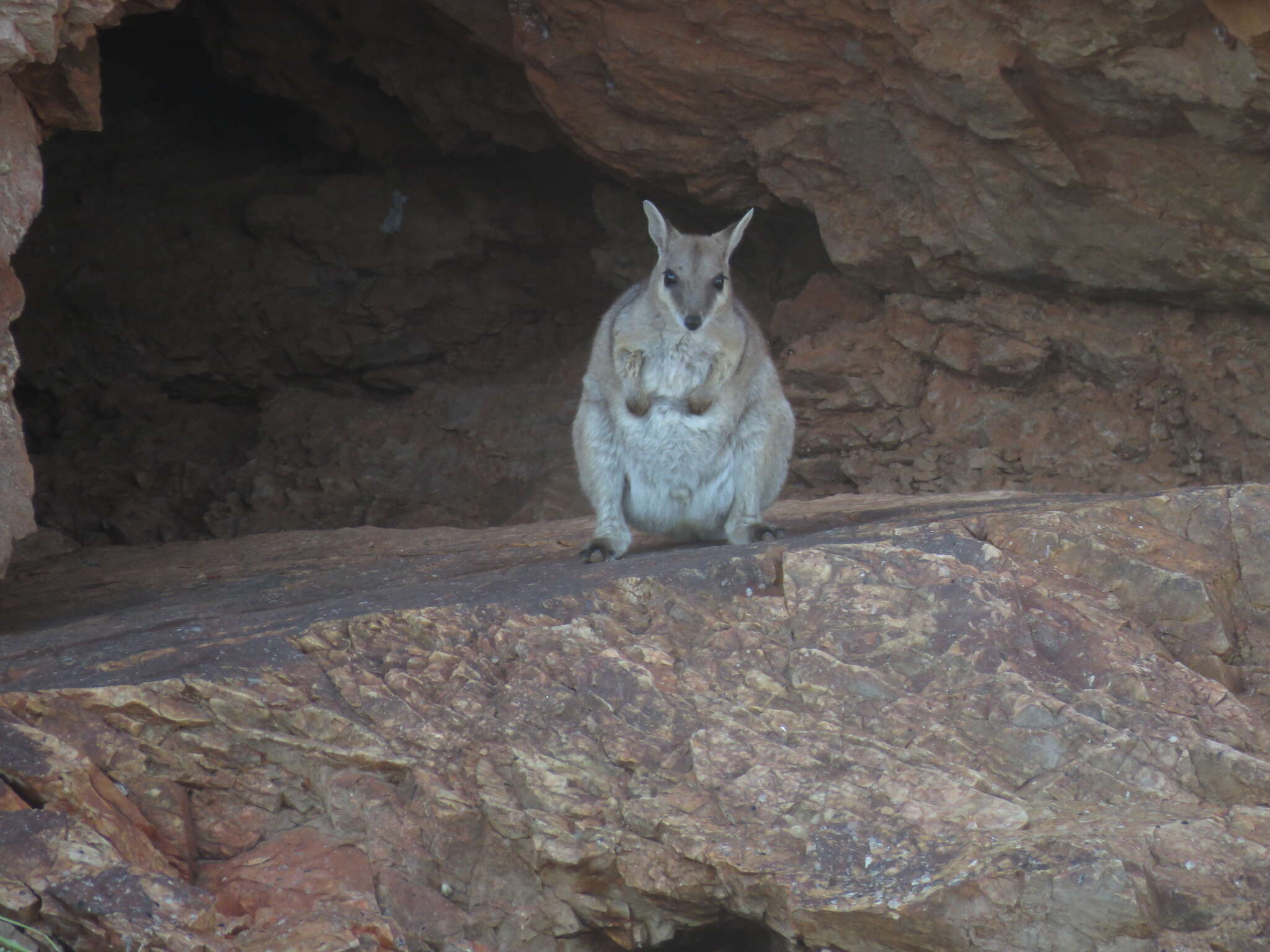 Image of Short-eared Rock Wallaby