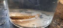 صورة Etheostoma chlorosomum (Hay 1881)