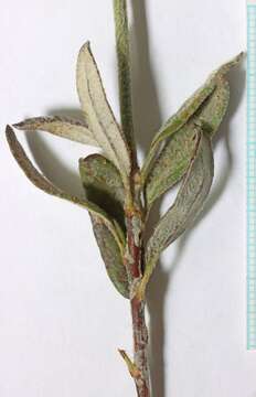 Image of sand buckwheat