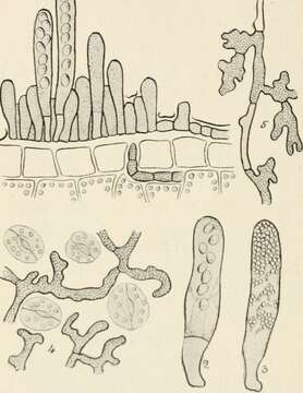 Image of Taphrina deformans (Berk.) Tul. 1866