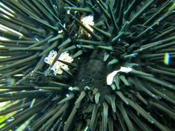 Image of Black Sea urchin