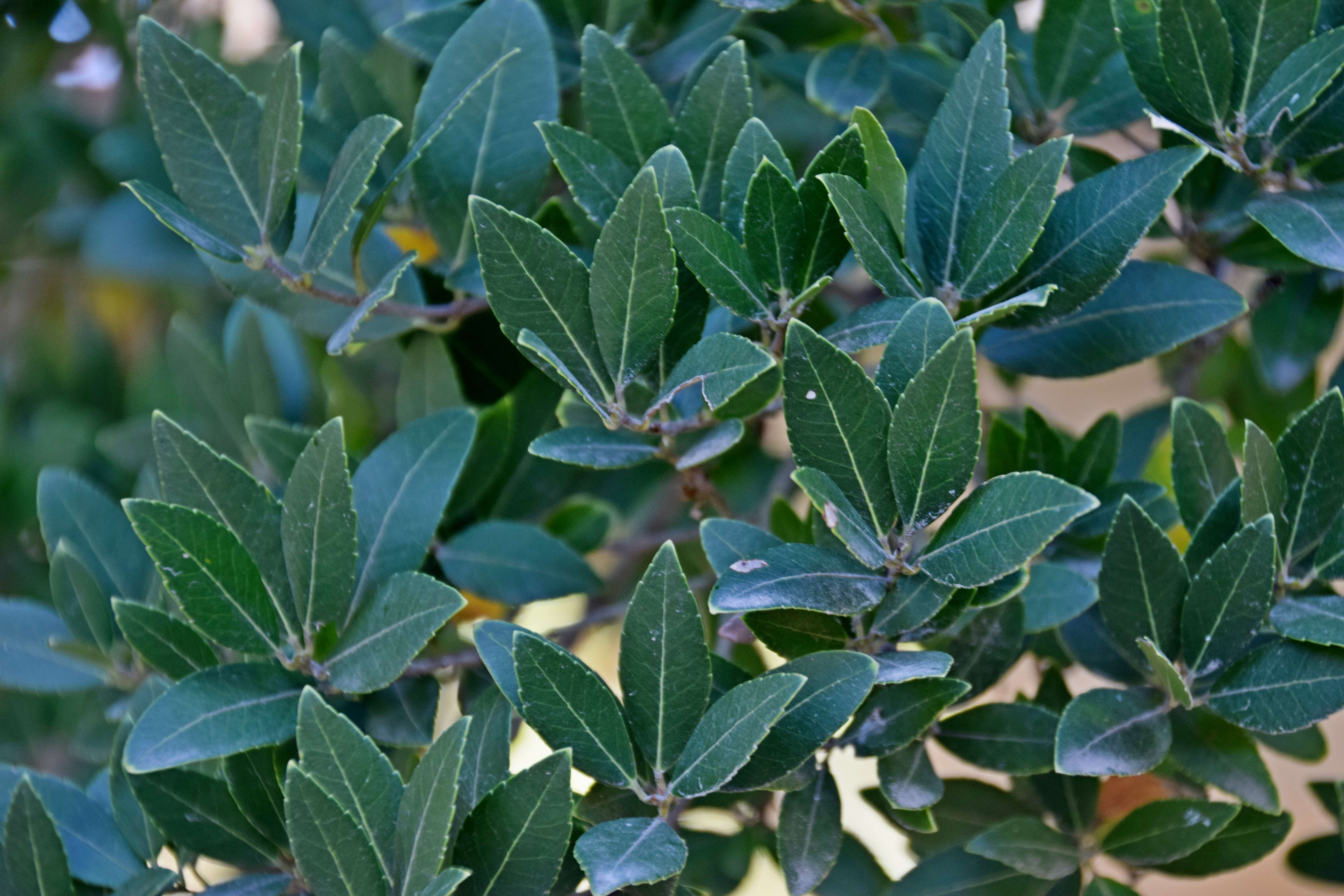 Image de Phillyrea latifolia L.