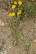 Achillea coarctata Poir.的圖片