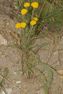 Imagem de Achillea coarctata Poir.