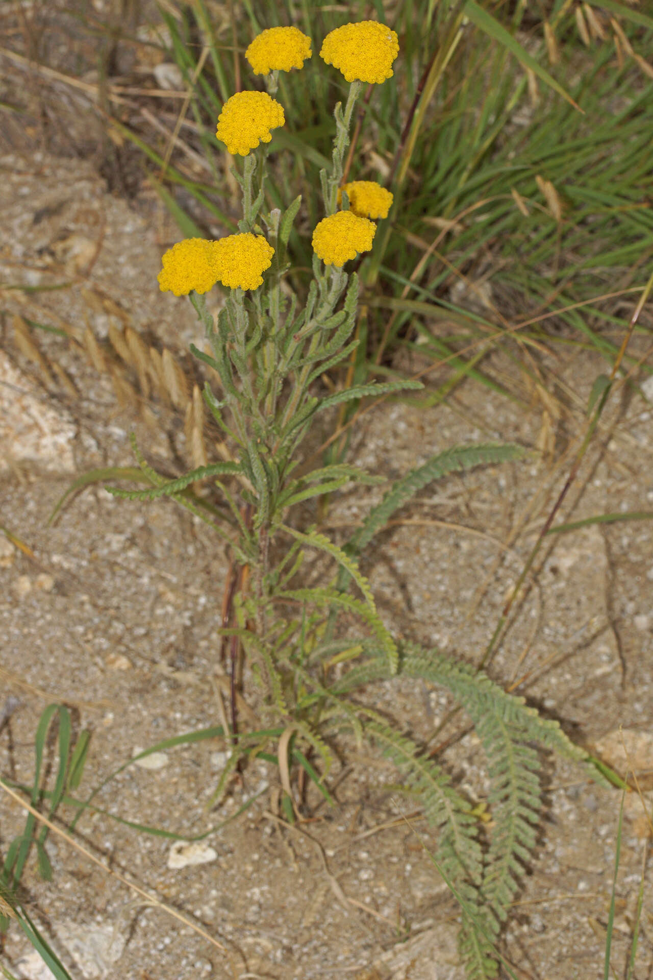 Achillea coarctata Poir.的圖片